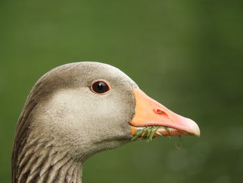 Close-up of a bird