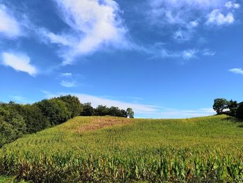 Scenic view of agricultural field against sky