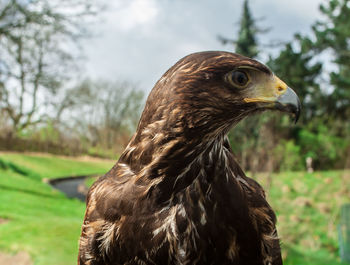 Close-up of bird