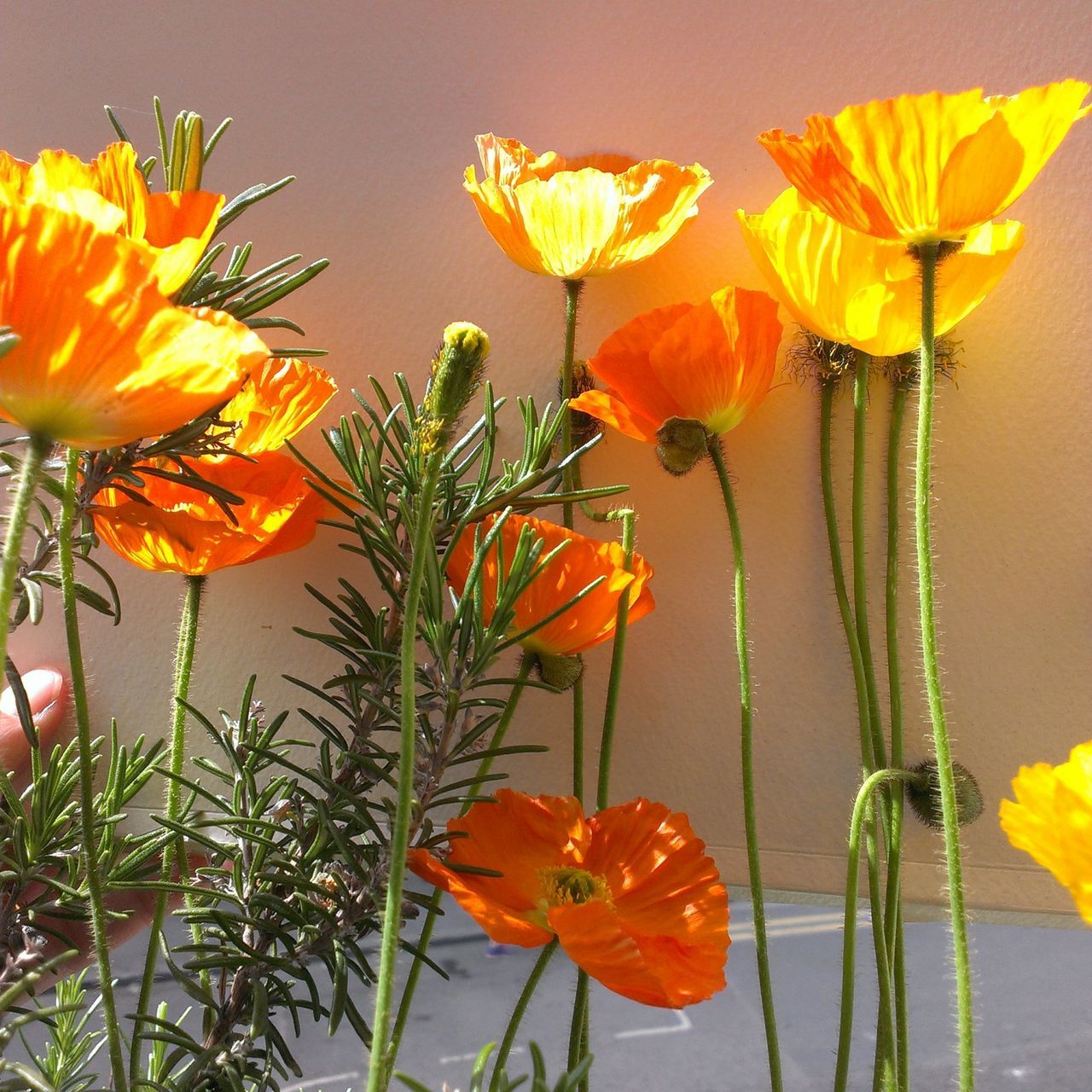 flower, flowering plant, plant, fragility, vulnerability, beauty in nature, freshness, petal, growth, close-up, flower head, nature, orange color, inflorescence, plant stem, no people, yellow, wall - building feature, indoors, flower arrangement, orange