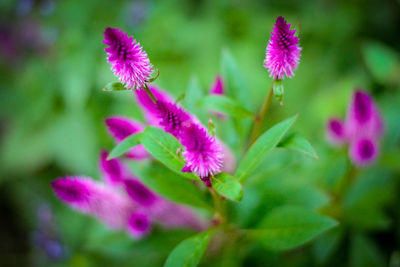 Close-up of purple flowering plant