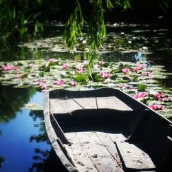 Lotus water lily in pond