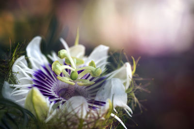 Close-up of passion flower