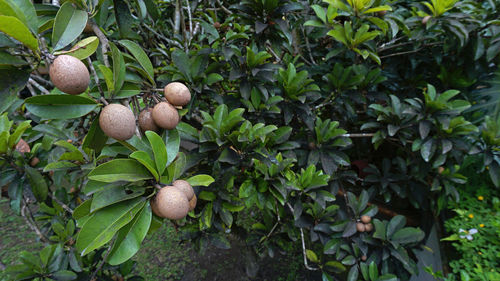 Close-up of fruits growing on tree