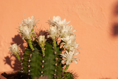 Close-up of flowering plant against wall