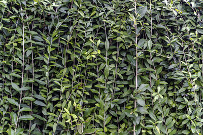 Full frame shot of bamboo plants on field