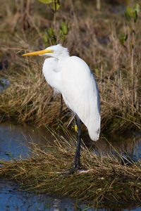 Close-up of heron standing in water