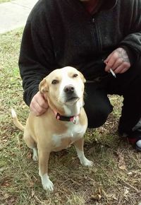 Portrait of a dog