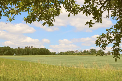 Scenic view of field against sky