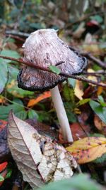 Close-up of mushroom growing outdoors