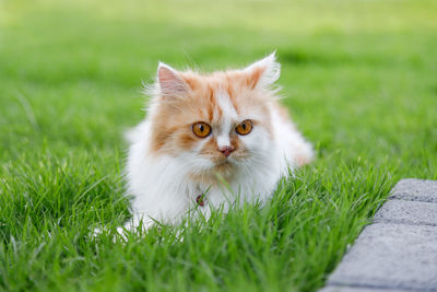 Portrait of a cat on field