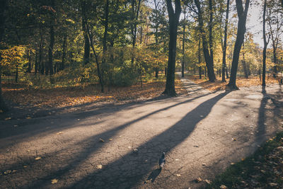 Trees in forest during autumn