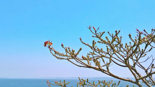 Low angle view of flowering plant against blue sky