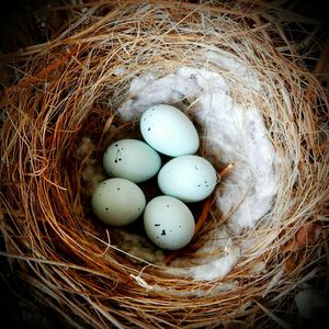 Close-up of eggs