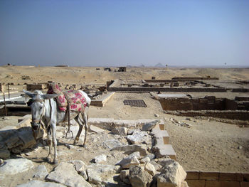 Donkey standing on abandoned structure