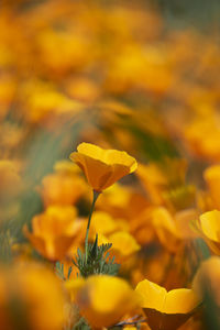 Close-up of yellow flowering plant on field
