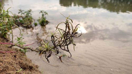 Close-up of plant on beach