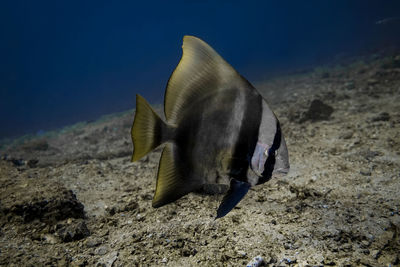 Batfish in the dari laut dive site