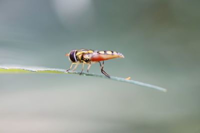 Close-up of insect