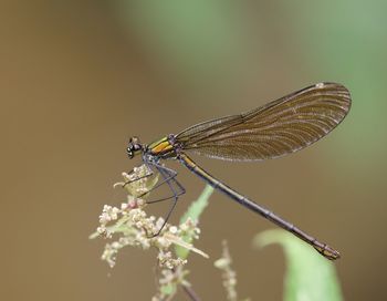 Close-up of insect