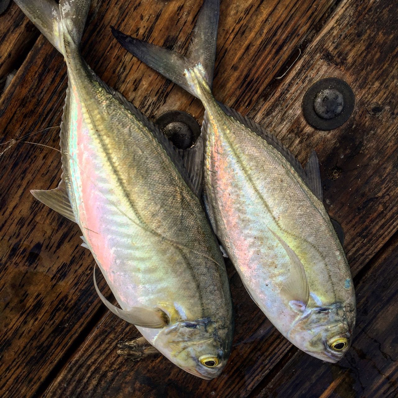 indoors, food, healthy eating, food and drink, still life, freshness, seafood, close-up, table, wood - material, raw food, fish, dead animal, high angle view, vegetable, variation, wooden, no people, raw, wood