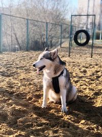 Dog looking away on field