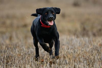 Portrait of black dog