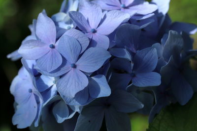 Close-up of purple hydrangea flowers