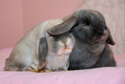 Close-up of rabbit sitting