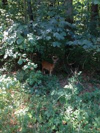 View of deer in forest