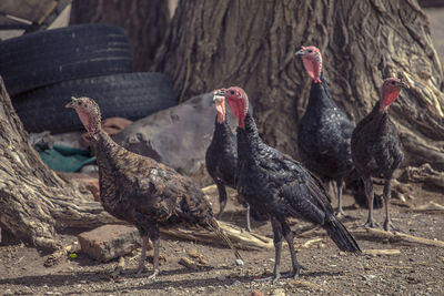 View of birds on land