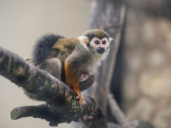 Family of common squirrel monkeys.  saimiri sciureus are perching on tree branch.