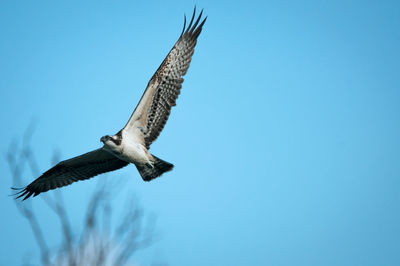 Low angle view of eagle flying against clear blue sky