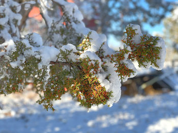 Close-up of snow on tree against sky