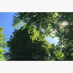 Low angle view of trees