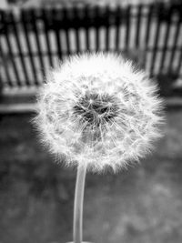 Close-up of dandelion flower