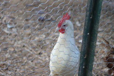 Close-up of bird in cage