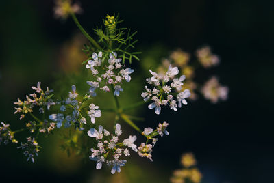 Close-up of white flowering plants