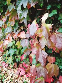 Close-up of maple leaves on road