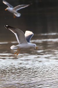 Seagulls flying over lake