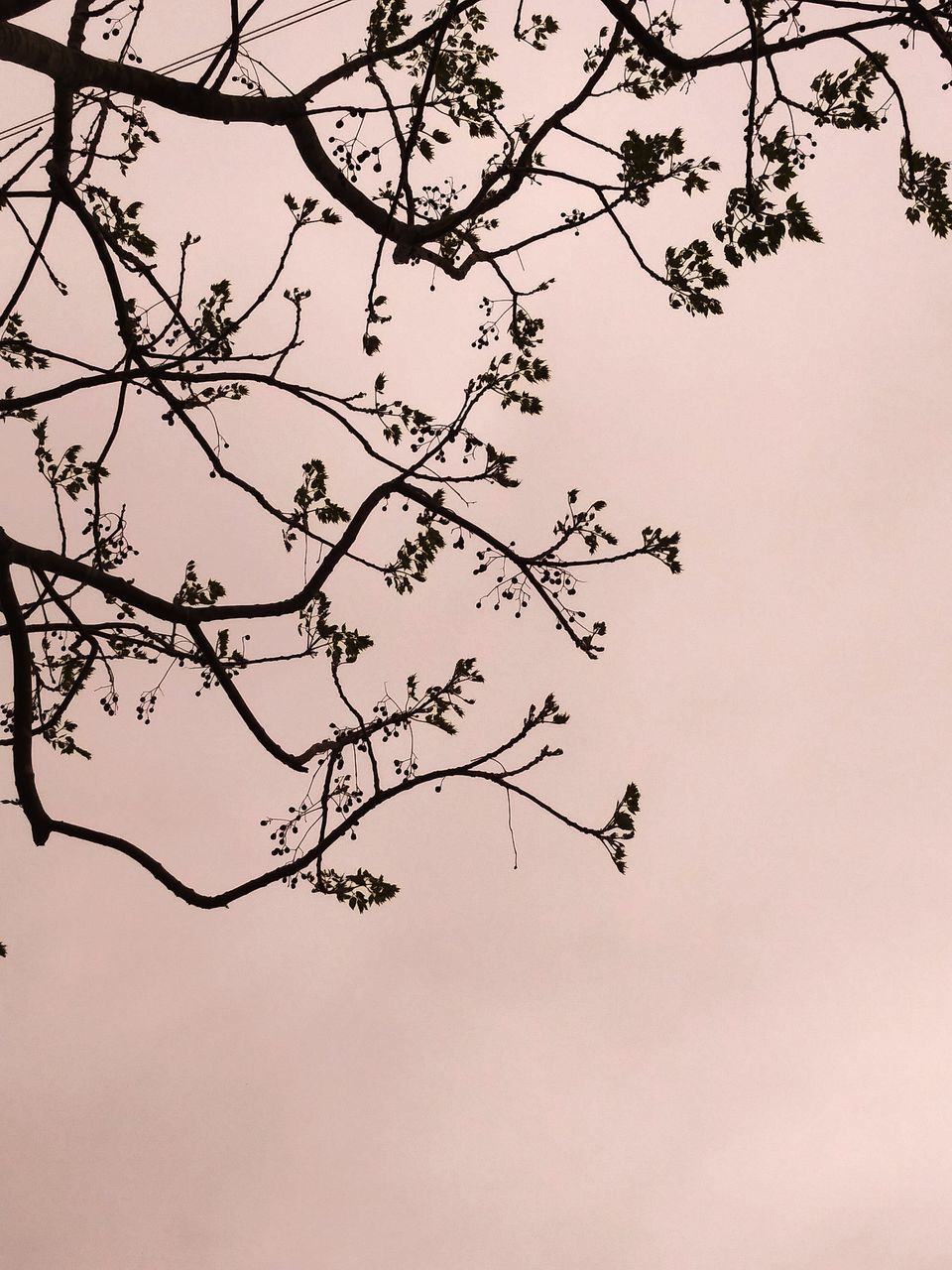 LOW ANGLE VIEW OF SILHOUETTE BRANCH AGAINST SKY