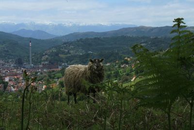 Sheep on field with mountain in background