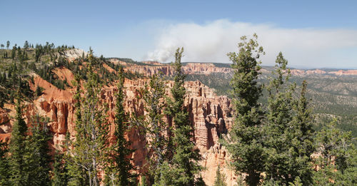 Panoramic view of trees on landscape against sky