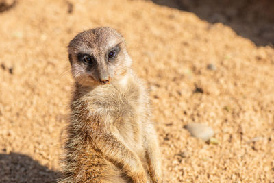 meerkat