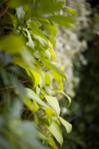 Close-up of yellow plant