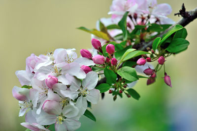 Close-up of pink flowering plant