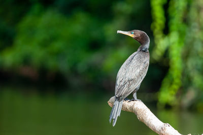 Close-up of bird perching on branch