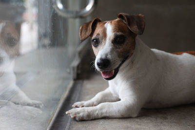 Portrait of jack russell terrier relaxing by window at home