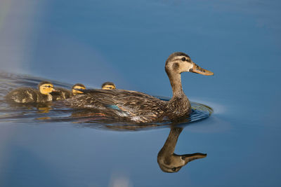 Duck swimming in lake