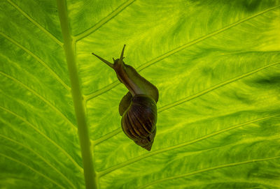 Close-up of insect on plant